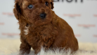 Muhteşem Toy Poodle ve Minyatüre  Yavrular